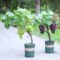 100 Pcs Grape Seeds – Fruit & Bonsai Planting