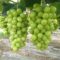 100 Pcs Grape Seeds – Fruit & Bonsai Planting