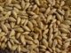Barley Seeds